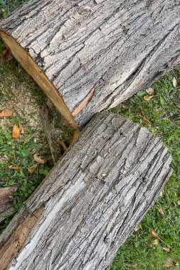 Ağaç Gövdesi Kesiminin Çevresel Etkileri. Doğanın Var Oluşu ve İnsan Hayatı üzerindeki derin etkileri. Ağaç Gövdesi Kesme ve Ormansızlaştırma.