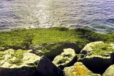 Sabah vakti deniz kenarındaki kayalıklarda Sreen yosunları..