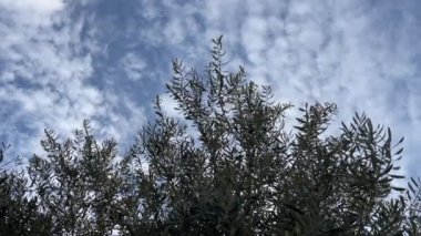 Sonbahar. Güneş ışığı ve bulutlarla sıcak hava. Zeytin ağacı ve yeşil yapraklar. Sonsuz Güzellikte Sonbahar. Güneşli Günlerle, Yeşil Yapraklarla ve Zeytin Ağaçlarıyla dolu Bir Mevsim.