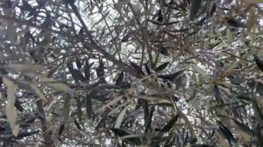 Sonbahar. Güneş ışığı ve bulutlarla sıcak hava. Zeytin ağacı ve yeşil yapraklar. Sonsuz Güzellikte Sonbahar. Güneşli Günlerle, Yeşil Yapraklarla ve Zeytin Ağaçlarıyla dolu Bir Mevsim.