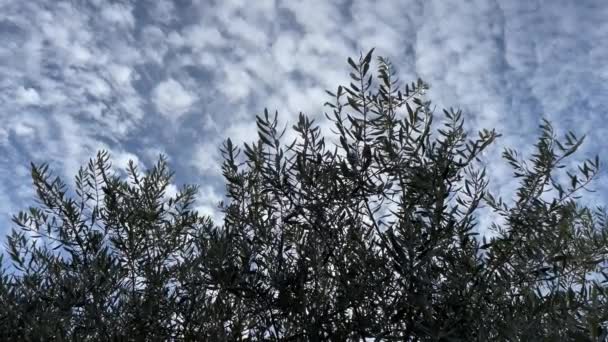 温暖的天气 阳光普照 云彩稀少 橄榄树和绿叶 无边之美的秋天 一个阳光普照的季节 绿叶和橄榄树 — 图库视频影像