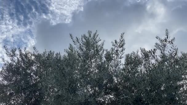 Осень Теплая Погода Солнечный Свет Мало Облаков Оливковое Дерево Зеленые — стоковое видео