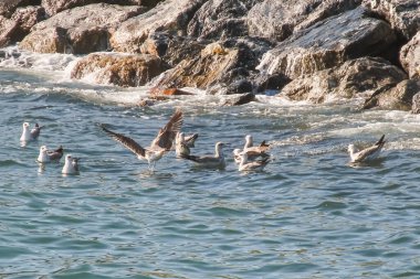 İstanbul 'da Marmara Denizi' nin martıları. Seabirds and Their Lives in the City. Beyaz Kanatlar Marmara 'nın Deniz Rüzgarlarında Dans Ediyor. İstanbul 'daki Martıların Hikayesi.