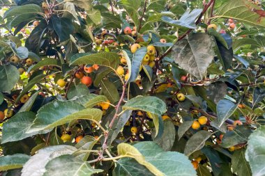 Malus floribunda.Malus, Rosaceae familyasından, evcilleştirilmiş elma, yaban elması ve yaban elmaları içeren bir yaprak döken ağaç türü..