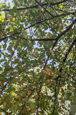 Malus floribunda.Malus, Rosaceae familyasından, evcilleştirilmiş elma, yaban elması ve yaban elmaları içeren bir yaprak döken ağaç türü..