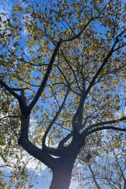 Sonbaharın Sessiz Şairi. Ağaçların Gökyüzüne yükselen manzara Yaprakların yavaşça yere düşmesiyle kaplandı. Sonbaharın Büyüsü. Gökyüzüne uzanan Yaprak Ağaçların Dansı.