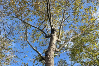 Sonbaharın Sessiz Şairi. Ağaçların Gökyüzüne yükselen manzara Yaprakların yavaşça yere düşmesiyle kaplandı. Sonbaharın Büyüsü. Gökyüzüne uzanan Yaprak Ağaçların Dansı.