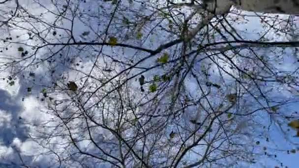 秋の静かな詩人 葉で覆われた木の空に登る風景がゆっくりと地面に落ちていく 秋のマジック — ストック動画