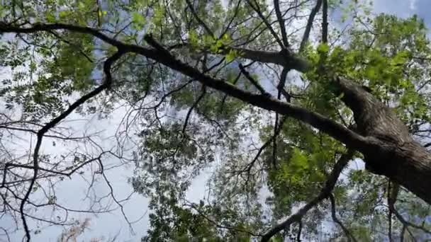 秋天的沉默诗人 绿叶缓缓落落在地面上的绿树成荫 秋天的魔法 迎面而来的落叶树的舞蹈 — 图库视频影像