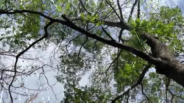 Мовчазний Поет Осені Пейзаж Сходить Неба Дерев Вкритий Листям Падають — стокове відео