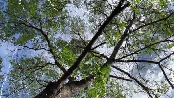 Тихий Поэт Осени Landscape Rising Sky Trees Covered Leaves Falling — стоковое видео