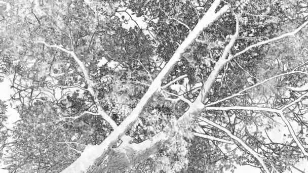 秋天的沉默诗人 绿叶缓缓落落在地面上的绿树成荫 秋天的魔法 落叶树的舞蹈到达天空 卡通与雨的效果 — 图库视频影像