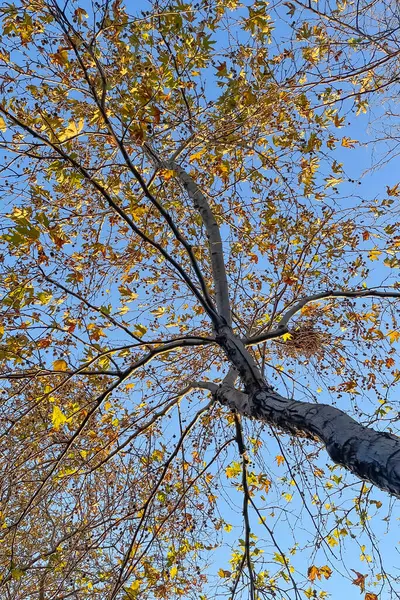 Autumn. Deciduous trees. Branches and trunk of the tree from the ground up. Blue sky.