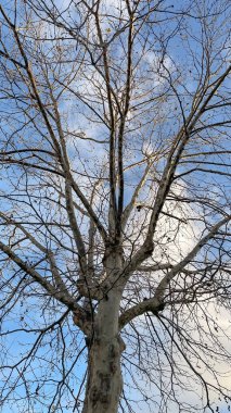 Kış mevsimi. Az bulutlu açık mavi bir gökyüzü. Yerin üstünde yaprakları olan ağaçların manzarası.