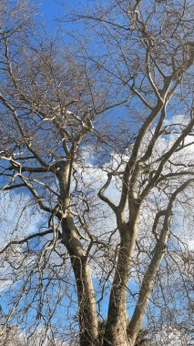 Kış mevsimi. Az bulutlu açık mavi bir gökyüzü. Yerin üstünde yaprakları olan ağaçların manzarası.