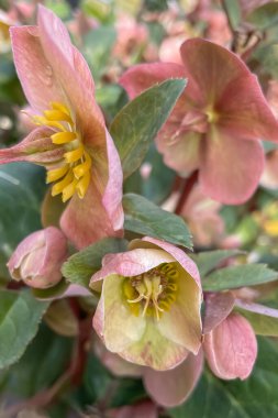 Helleborus gülü, gülgiller (Helleborus europaeus) familyasından bir çiçek türü. Çiçek açan pembe bir karahindiba çiçeğine yaklaş.