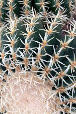 Botanik bahçesinde dikenli bir kaktüse yakın. Botanik bahçesinde kaktüs. Kapat. Kaktüs kapat. Doğal arka plan. Tasarımınız için fotoğraf.