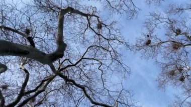  Ağaçların çıplak dalları mavi gökyüzüne karşı bulutlar, aşağıdan görüş. Ağaçların dalları kışın mavi gökyüzüne karşı. Mavi gökyüzüne karşı çıplak ağaçlar. Mavi gökyüzüne karşı çıplak ağaçlar. Mavi gökyüzüne ve bulutlara karşı çıplak ağaçlar.. 