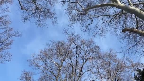 Nackte Äste Von Bäumen Gegen Den Blauen Himmel Mit Wolken — Stockvideo