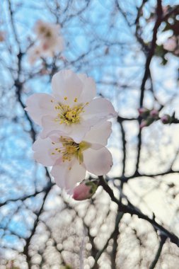 Ağaç Şubat ayı başlarında çiçek açar. bahar çiçekleri.