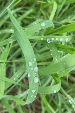 Çiy damlaları olan yeşil çimenler. Doğal arkaplan. Yeşil çimenlerin üzerine su damlacıkları. Yakın plan.. 
