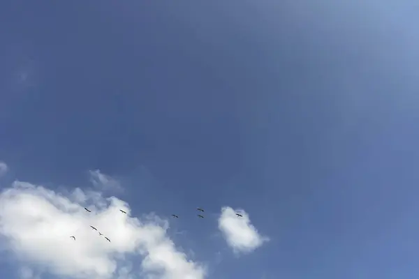 Migration of storks.flock of birds flying in the blue sky, natural background.Storks flying in the blue sky with white clouds.
