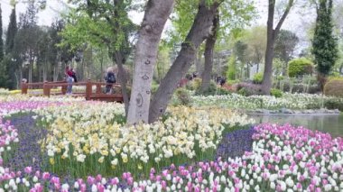 Emirgan, İstanbul, Türkiye. İstanbul 'un 8.2024 Renkli Baharı. Emirgan Korusu 'nda lale festivali coşkusu. İstanbul 'un Tarihsel Zenginliğiyle Doğa Buluşmasının İhtişamı. Emirgan Korusunda Bahar Günleri Lale Festivali ile Renkli. 