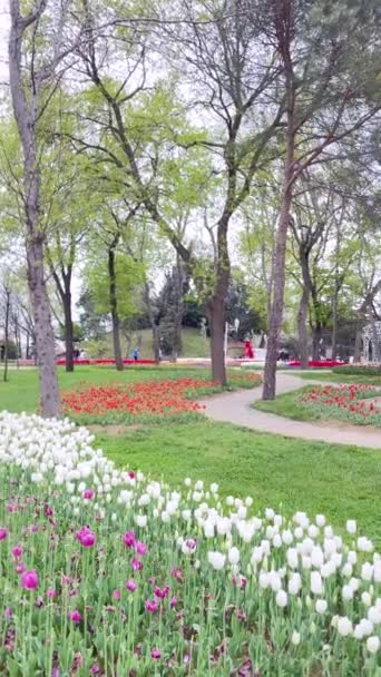 Emirgan Isztambuli Török 2024 Április Színes Isztambuli Tavasz Tulipán Fesztivál — Stock videók
