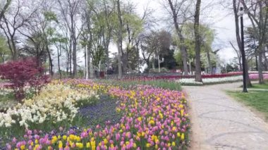 Emirgan, İstanbul, Türkiye. İstanbul 'un 8.2024 Renkli Baharı. Emirgan Korusu 'nda lale festivali coşkusu. İstanbul 'un Tarihsel Zenginliğiyle Doğa Buluşmasının İhtişamı. Emirgan Korusunda Bahar Günleri Lale Festivali ile Renkli. 