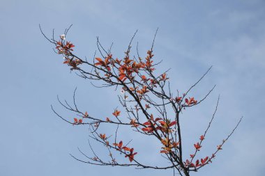 Renkli Bahar. Gelişen Ağaç Dalları ile Mevsimin Güzelliği. Doğanın Uyanışı. Çiçek açan ağaç dallarıyla dolu görsel bir ziyafet Baharın iyi haberlerini veriyor.