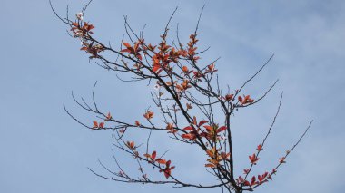 Renkli Bahar. Gelişen Ağaç Dalları ile Mevsimin Güzelliği. Doğanın Uyanışı. Çiçek açan ağaç dallarıyla dolu görsel bir ziyafet Baharın iyi haberlerini veriyor.