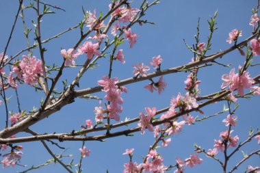 Renkli Bahar. Gelişen Ağaç Dalları ile Mevsimin Güzelliği. Doğanın Uyanışı. Çiçek açan ağaç dallarıyla dolu görsel bir ziyafet Baharın iyi haberlerini veriyor.