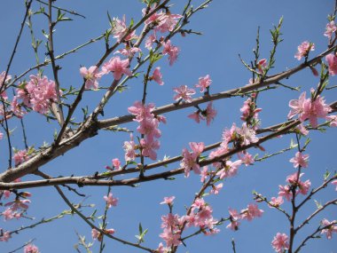 Renkli Bahar. Gelişen Ağaç Dalları ile Mevsimin Güzelliği. Doğanın Uyanışı. Çiçek açan ağaç dallarıyla dolu görsel bir ziyafet Baharın iyi haberlerini veriyor.
