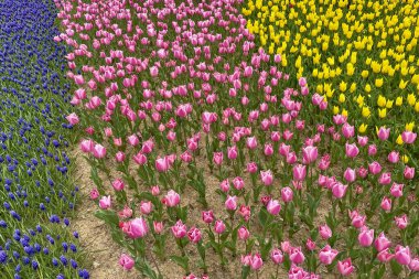 Baharın Zarafeti. Doğadan gelen lalelerle renklendirilmiş mevsimlik bir festival. Doğanın dirilişiyle bahar geliyor. Renkli laleler ve Doğanın Dirilişi ile süslenmiş manzara