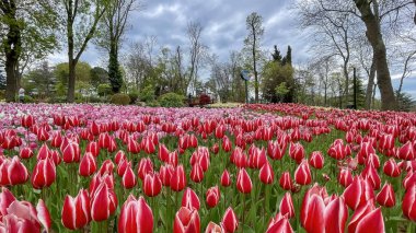 Emirgan, İstanbul, Türkiye. İstanbul 'un 8.2024 Renkli Baharı. Emirgan Korusu 'nda lale festivali coşkusu. İstanbul 'un Tarihsel Zenginliğiyle Doğa Buluşmasının İhtişamı. Emirgan Korusunda Bahar Günleri Lale Festivali ile Renkli. 