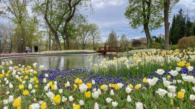 Emirgan, İstanbul, Türkiye. İstanbul 'un 8.2024 Renkli Baharı. Emirgan Korusu 'nda lale festivali coşkusu. İstanbul 'un Tarihsel Zenginliğiyle Doğa Buluşmasının İhtişamı. Emirgan Korusunda Bahar Günleri Lale Festivali ile Renkli. 