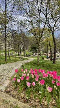 Emirgan, İstanbul, Türkiye. İstanbul 'un 8.2024 Renkli Baharı. Emirgan Korusu 'nda lale festivali coşkusu. İstanbul 'un Tarihsel Zenginliğiyle Doğa Buluşmasının İhtişamı. Emirgan Korusunda Bahar Günleri Lale Festivali ile Renkli. 