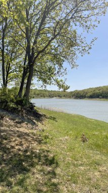 Nehir kıyısında yeşil çimen ve mavi gökyüzü manzarası. Mavi gökyüzü ve ormanın arka planında göl ve orman manzarası. Güneşli bir yaz gününde ormanın içindeki göl manzarası. Mavi gökyüzü ve yeşil ağaçların arka planında sazlıklar olan göl..