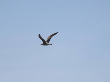 Mavi gökyüzünde uçan martı, kuş ve doğa kavramı. Hayvan teması..