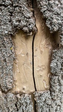 Eski ahşap doku. Doğal desenli ahşap arka plan. Doğal desenli ahşap doku. Eski ağaç kabuğu dokusu. Tasarım için soyut arkaplan. Kapat..