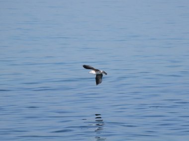 Mavi denizde uçan martı, fotoğrafa yakın çekim.