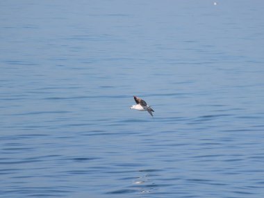 Mavi denizde uçan martı, fotoğrafa yakın çekim.