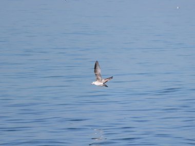 Mavi denizde uçan martı, fotoğrafa yakın çekim.