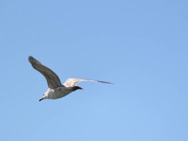 Mavi gökyüzünde uçan martı, kuş ve doğa kavramı. Hayvan teması..