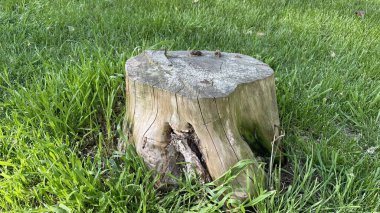 Parktaki yeşil çimlerin üzerinde kütük var. Ahşap doku. Doğal arka plan..