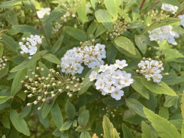 Güneşli bir günde, bahçede bir spireanın beyaz çiçekleri.