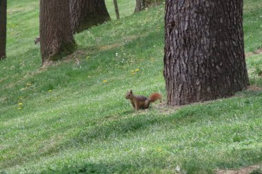 Güneşli bir günde parkta sincap. Vahşi hayvan. Bahar zamanı, parkta çimlerin üzerinde. Yeşil çimlerin üzerinde, arka planda ağaçlar olan yeşil çimlerin üzerinde. Vahşi doğadan vahşi yaşam sahnesi.