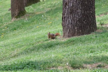 Güneşli bir günde parkta sincap. Vahşi hayvan. Bahar zamanı, parkta çimlerin üzerinde. Yeşil çimlerin üzerinde, arka planda ağaçlar olan yeşil çimlerin üzerinde. Vahşi doğadan vahşi yaşam sahnesi.