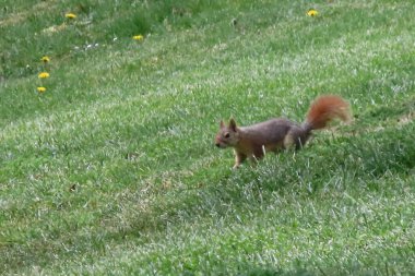 Güneşli bir günde parkta sincap. Vahşi hayvan. Bahar zamanı, parkta çimlerin üzerinde. Yeşil çimlerin üzerinde, arka planda ağaçlar olan yeşil çimlerin üzerinde. Vahşi doğadan vahşi yaşam sahnesi.