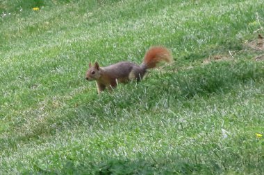 Güneşli bir günde parkta sincap. Vahşi hayvan. Bahar zamanı, parkta çimlerin üzerinde. Yeşil çimlerin üzerinde, arka planda ağaçlar olan yeşil çimlerin üzerinde. Vahşi doğadan vahşi yaşam sahnesi.